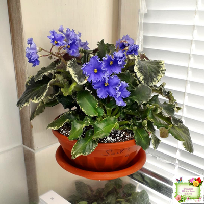 Senk's Try the Decaf (R. Follett/D. Senk) (9872) 01/30/2008 трейлер