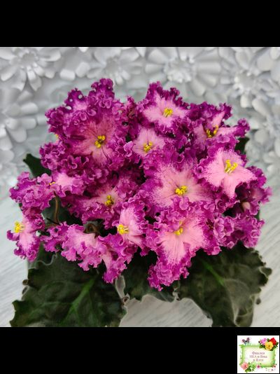 Nik-Любовный Напиток (Н. Булко) 2023 г.