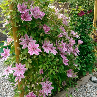 Клематис Nelly Moser