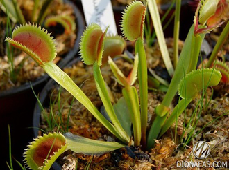 Dionaea muscipula Dentate trap