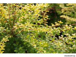 Барбарис Голден Дрим - Golden Dream