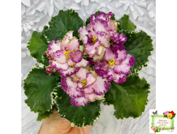 АВ-Буря Эмоций (Фиалковод) 2020 г.