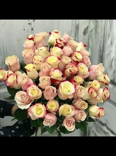 51 нежно-розовая роза голландия 70см