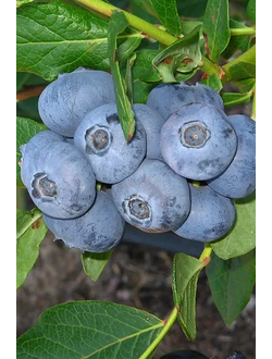 Голубика Patriot