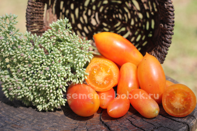 Томат Banana Lemon Singapore (Бананово-лимонный Сингапур), 10 шт.