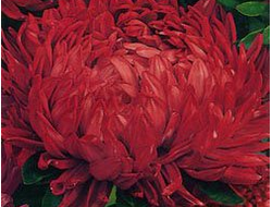 ПИОНОВИДНАЯ КРАСНАЯ БАШНЯ 4ШТ