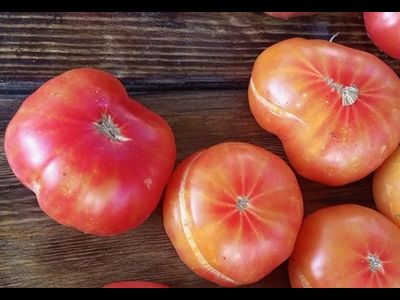 Томат Русский вихрь (Dwarf Russian Swirl) США