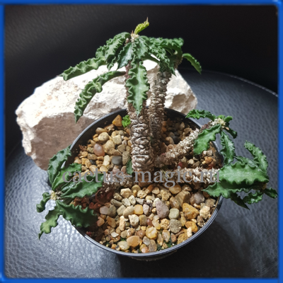 Euphorbia decaryi v. spirosticha, Madagascar