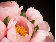 Пион Soft Salmon Saucer, ЗКС, контейнер 3-4л.