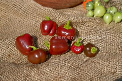 Перец Сладкий Mini Bell Сhocolate (Мини Белл Шоколадный), 10 шт