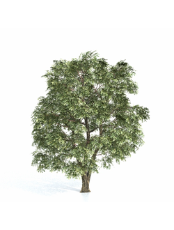 лиственные Акация