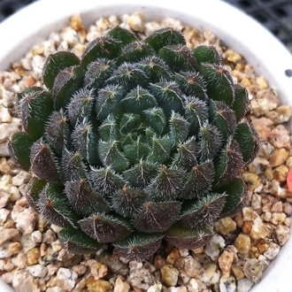 Echeveria Scorpio