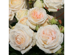 Мадам Анизетт