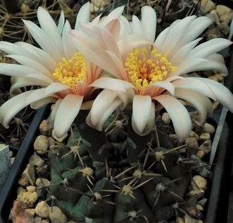 Gymnocalycium sutterianum ssp.tetraploideum VG-1317 - 5 семян