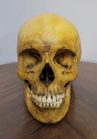 череп, человека, человеческий, голова, кости, труп, скелет, зубы, skull, человек, ужас, пасть, клыки