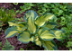Хоста Голден Медоуз   горш С1