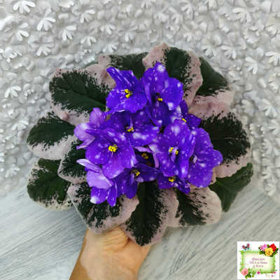 Rivermist Heavenly (J. Baker) (10985) NEW 05/21/2018