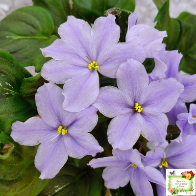 LV-Небо в Кармашке (Л. Шевелева) трейлер (пестролистный клакамас) сеянец