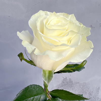 Роза Эквадор белая