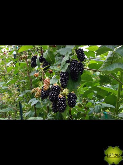 ЕЖЕВИКА "Блэк Бутте" (БЛЕК БЬЮТ) (особо крупноплодная)