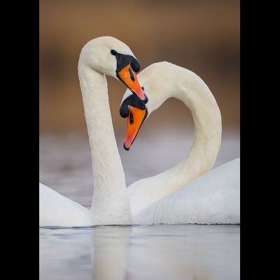 D0571 Пара лебедей