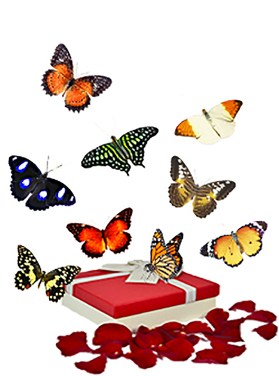Салют из 9 тропических бабочек МИНИ  бабочки 5 - 10 см