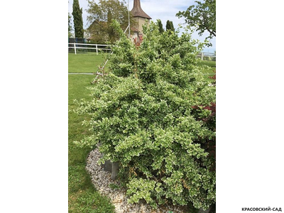 Дерен белый Сибирика Варьегата