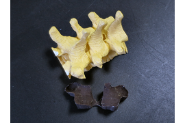 Шаблон для позвоночника