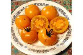 сорт Оранжевый с фиолетовым пятном