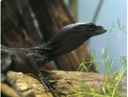 Чёрный варан(Varanus beccari)