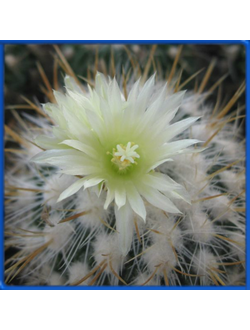 Echinofossulocactus albatus L 1180