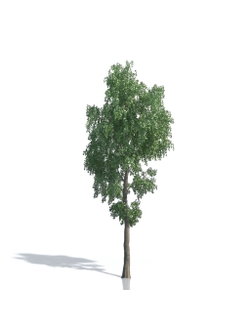 Billboards Дерево летнее_14