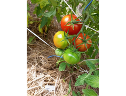 Томат Совершенство Ливингстона (Livingston's Perfection)