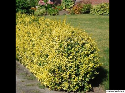 Бересклет Конадейл Голд - Canadale Gold