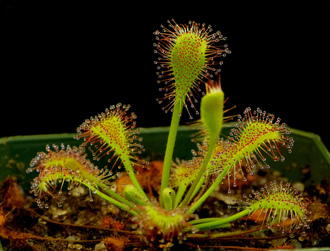 Drosera "Collinsiae"