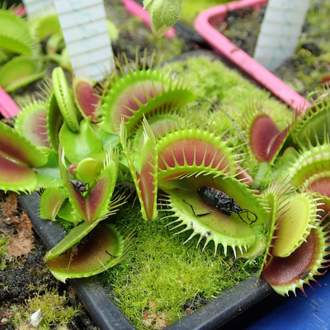 Dionaea muscipula Atlanta