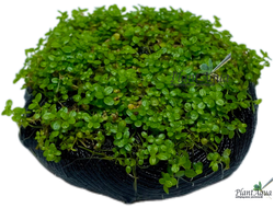 Хемиантус Куба на вабикусе