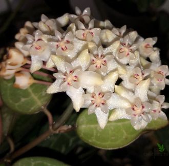 Hoya Elliptica Splash