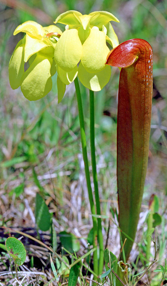 Sarracenia Minor