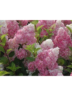 Гортензия Ванилла Фрайз