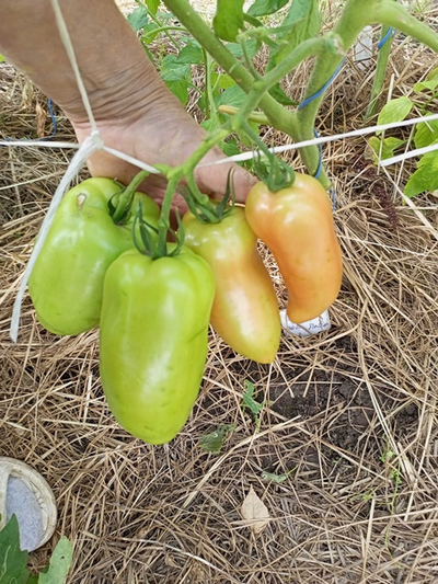 Томат Суперрог Павла (Super Corro di Paolo), Италия