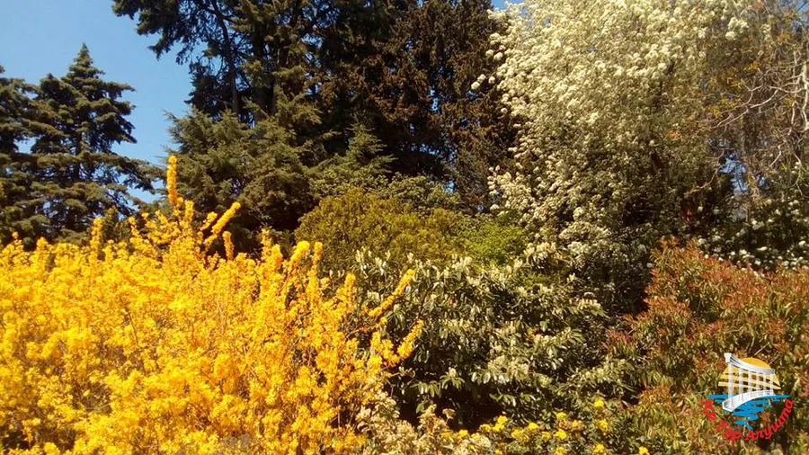 Никитский ботанический сад. Апрель