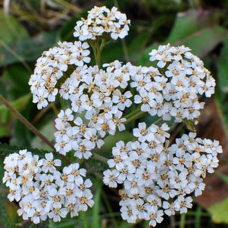 Гидролат Тысячелистник обыкновенный (Achillea millefolium) цветы 100 мл