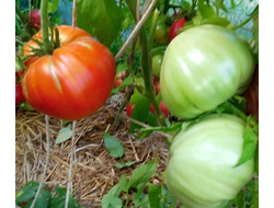 Томат Плоские сердца минусинские