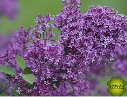 СИРЕНЬ низкорослая "ДАРК ПУРПЛ" ПОВТОРНОЦВЕТУЩАЯ! (саженец пушистый 100 см)