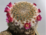 Mammillaria crucigera ssp. tlalocii L 1109