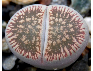 ЛИТОПСЫ семена (Lithops seeds) - Lithops aucampiae (Литопс Аукамп)