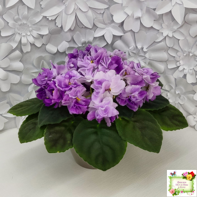 АВ-Черное Море (Фиалковод) 2017 г.