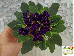 ЛЕ-Мия (Е.Лебецкая) 2018 г. (стартер)