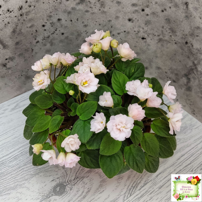 Pink Mint (S.Sorano) трейлер (пасынок срез)